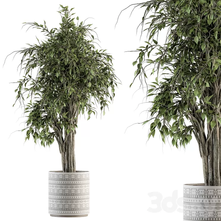 indoor Plant Set 266 - Ficus Benjamin Plant in pot 3D Model