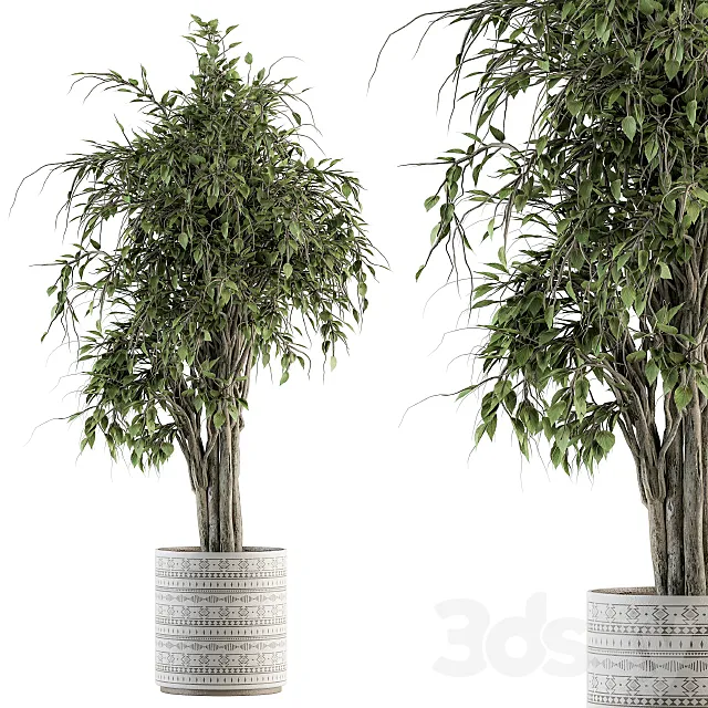 indoor Plant Set 266 - Ficus Benjamin Plant in pot 3DModel