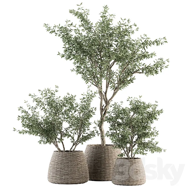 indoor Plant Set 275 - Olive Plants Set in pot 3D Model