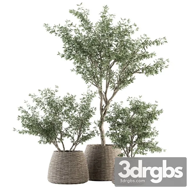 Indoor plant set 275 - olive plants set in pot