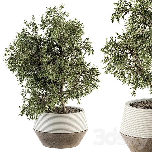 indoor Plant Set 285 - Plants Set in pot Free Download