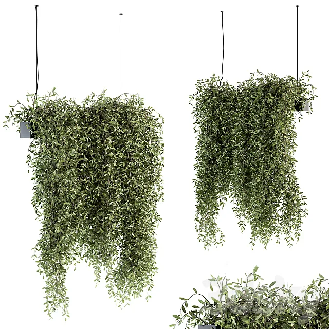 indoor Plant Set 287 - Hanging Plants 3D Model