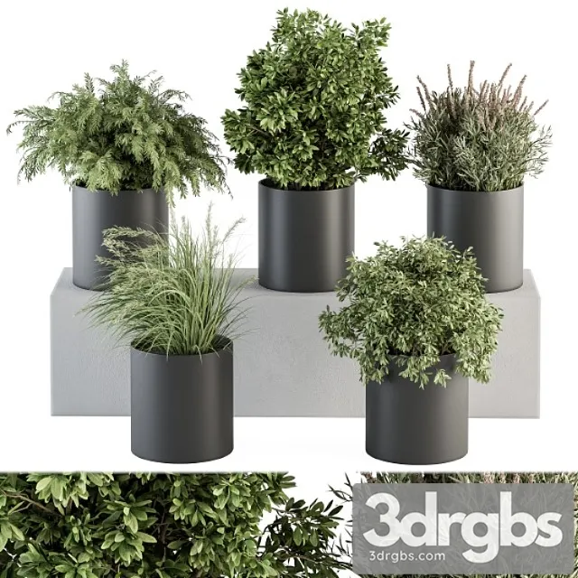 Indoor plant set 305 - small plant pot