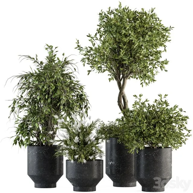 indoor Plant Set 308 - Tree and Plant Set in Black pot 3D Model