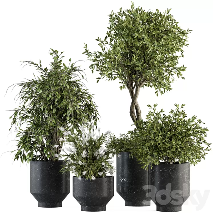 indoor Plant Set 308 - Tree and Plant Set in Black pot 3D Model