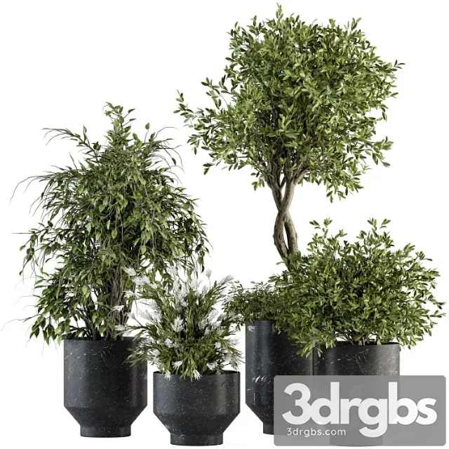 Indoor plant set 308 - tree and plant set in black pot