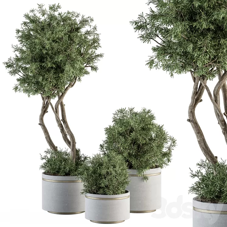 indoor Plant Set 309 - Needle Tree and Bush Set in pot 3D Model