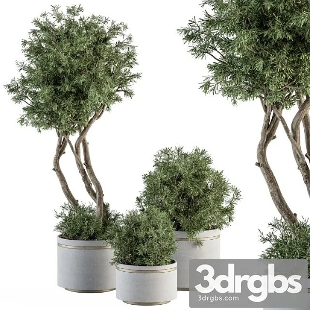 Indoor plant set 309 - needle tree and bush set in pot