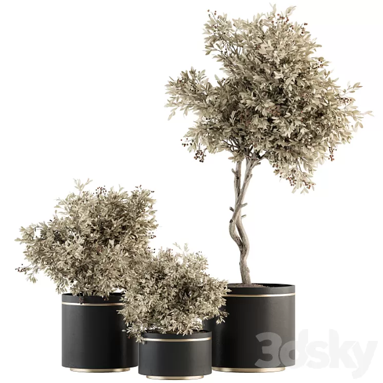 indoor Plant Set 310 - Tree and Plant Set in Black pot 3D Model