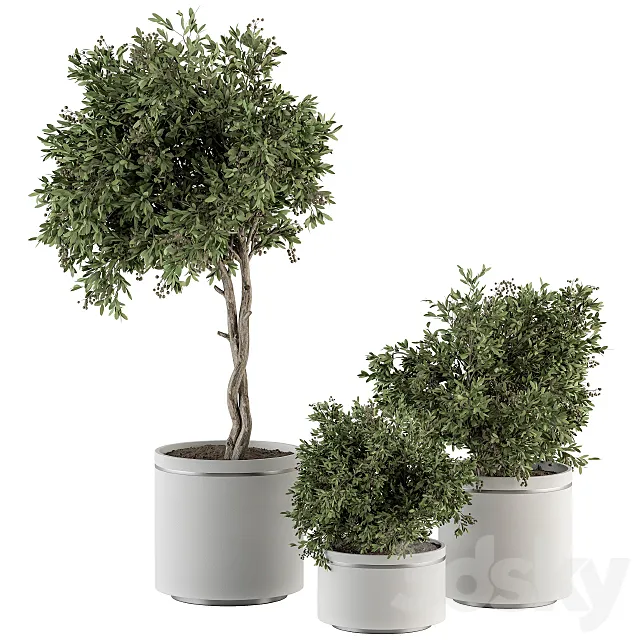 indoor Plant Set 311 - Tree and Plant Set in Black pot 3D Model