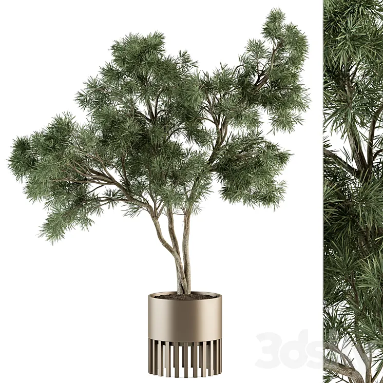 indoor Plant Set 337 - Tree in Gold pot 3D Model Free