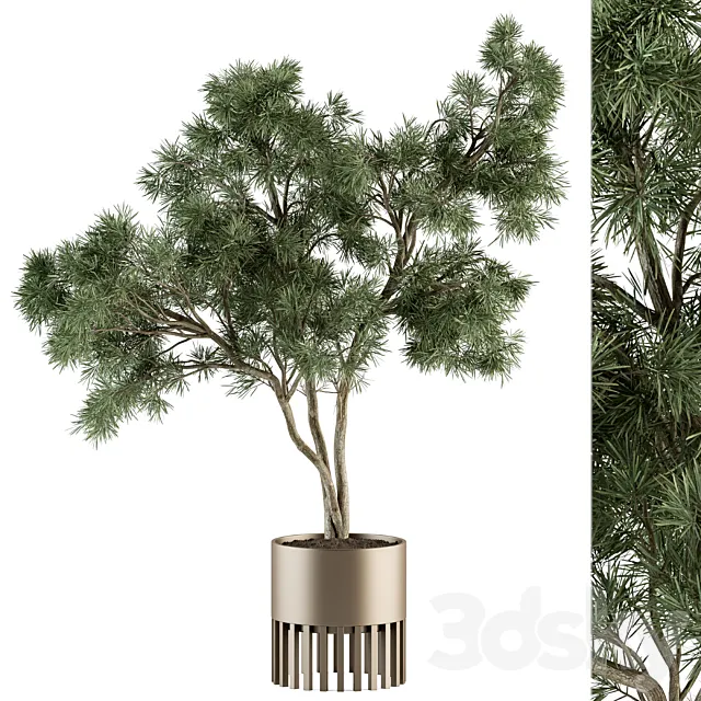 indoor Plant Set 337 - Tree in Gold pot 3DModel