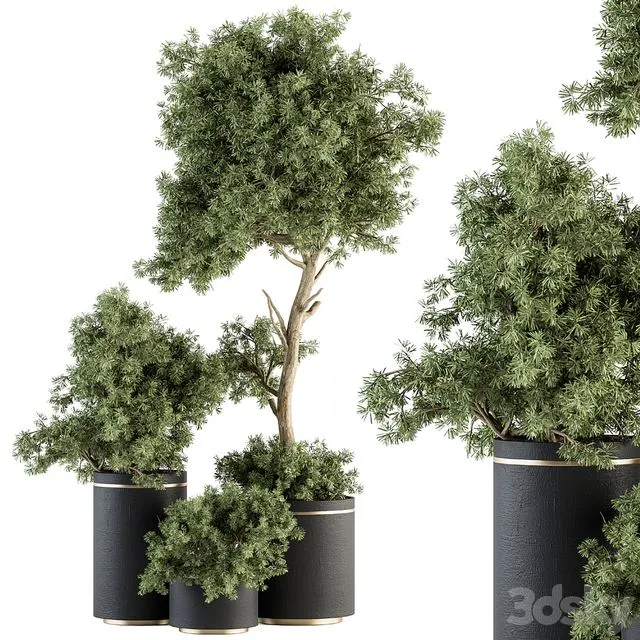 Indoor Plant Set 344- Tree and Plant Set in pot 3D Model