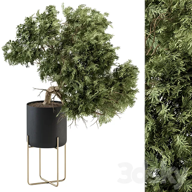 indoor Plant Set 345 - Tree in Black pot 3DModel