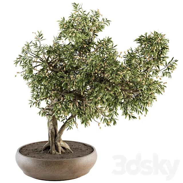 indoor Plant Set 347 - Bonsai Plant in pot 3DModel