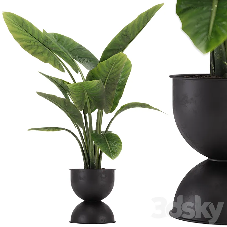indoor plant set 36 3D Model Free