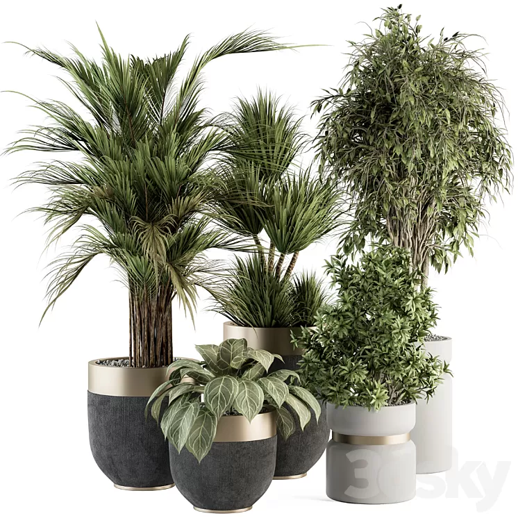 indoor Plant Set 362- Tree and Plant Set in Black and Gray pot 3D Model Free