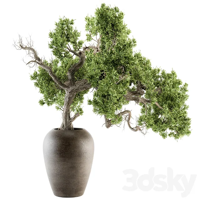 indoor Plant Set 365 - Old Bonsai Plant in pot 3DModel