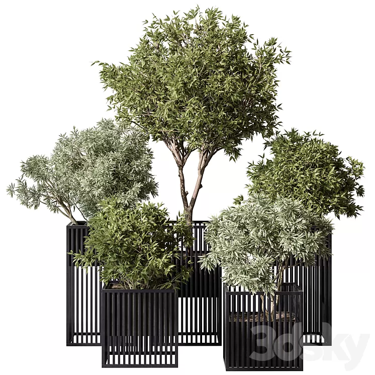 indoor Plant Set 380- Tree and Plant Set in pot