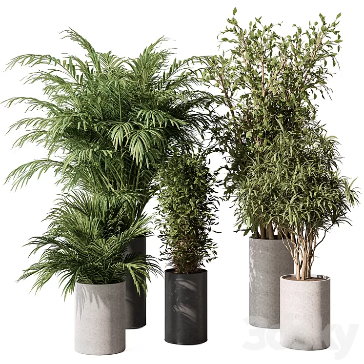 indoor Plant Set 386- Tree and Plant Set in pot 3D Model