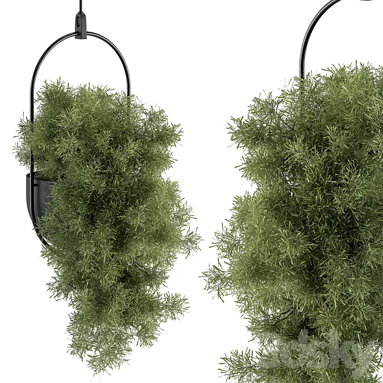 indoor Plant Set 396 - Hanging Plants 3D Model Free