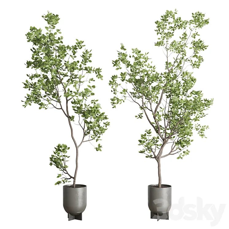 indoor plant set 397 pot tree in a concrete dirt vase 3D Model Free