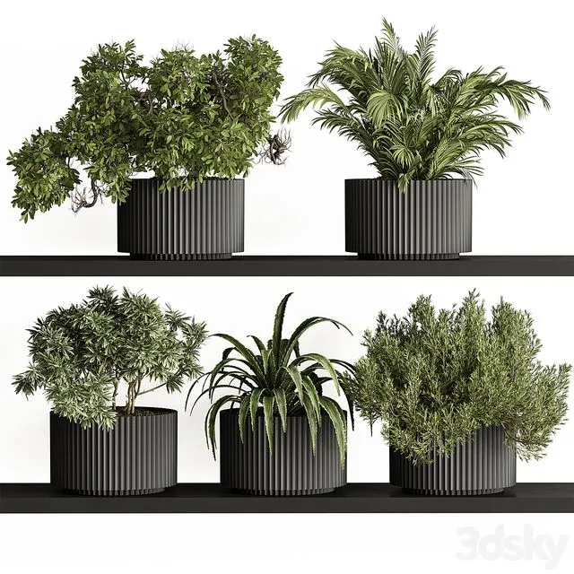 indoor Plant Set 402 - Small Plant pot 3D Model