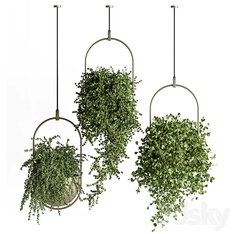indoor Plant Set 410 - Hanging Plants 3D Model Free