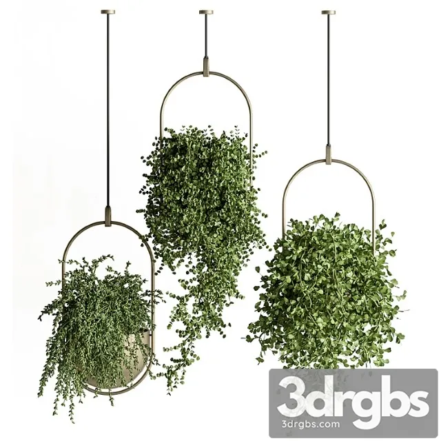 Indoor plant set 410 - hanging plants