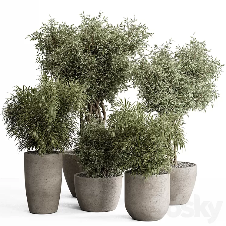 indoor Plant Set 417 - Tree and Bush 3D Model Free