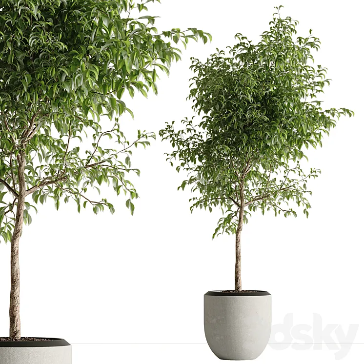 indoor plant set 42 3D Model Free