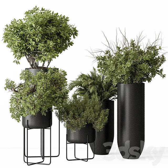 indoor Plant Set 427 - Tree and Bush 3D Model
