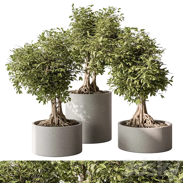 indoor Plant Set 440 - Bonsai 3D Model Free