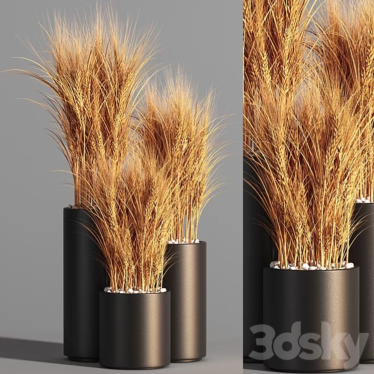 Indoor Plant Set 47 Wheat 3D Model