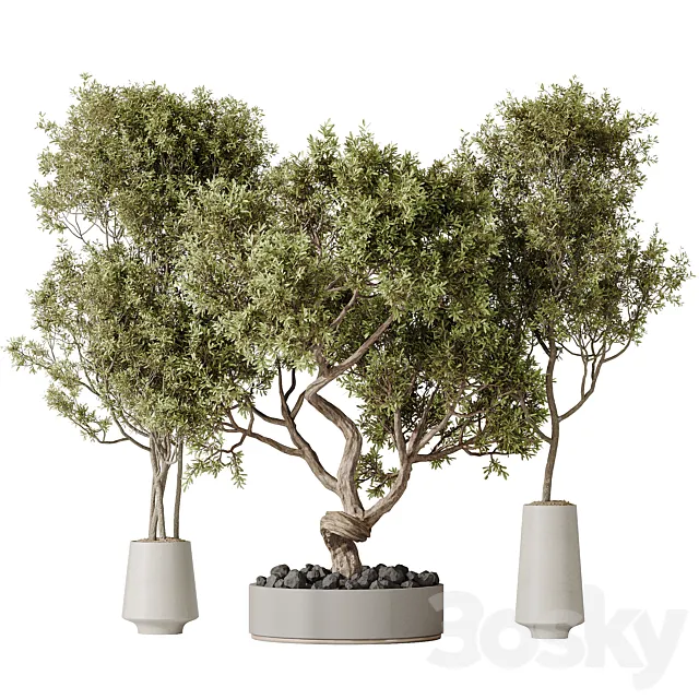Indoor plant set 54 3D Model