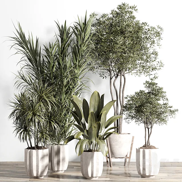 indoor plant - set 60 3D Model