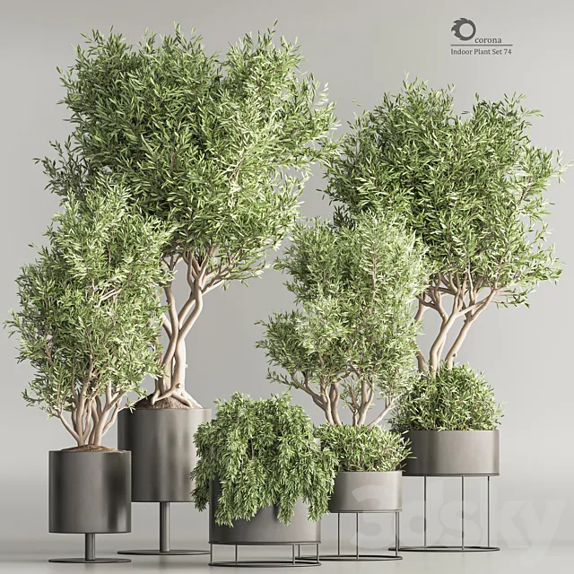 Indoor Plant Set 74(Corona) 3D Model