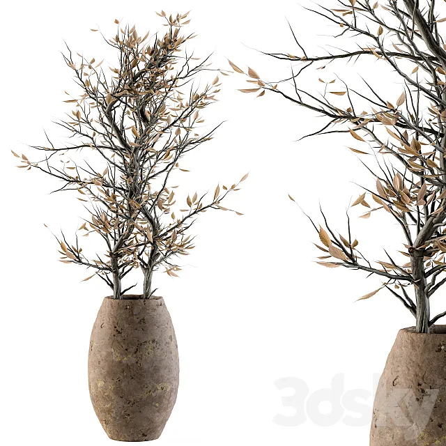 indoor Plant Set 85 - Dried Plant 3DModel