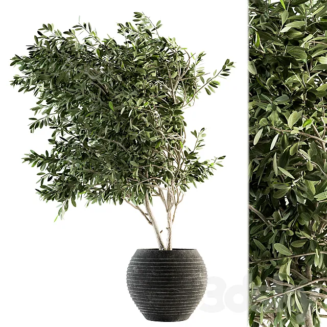 indoor Plant Set 87 - olive 3DModel