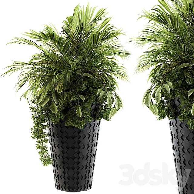 indoor Plant Set 89 - Palm Bush 3D Model