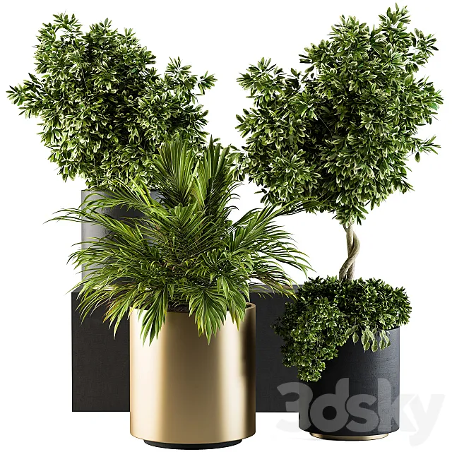 indoor Plant Set 90 - Black and Gold 3D Model