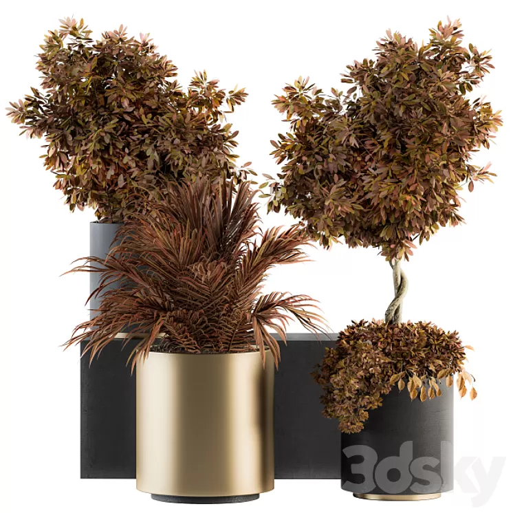 indoor Plant Set 91 - Black and Gold (Red Plant) 3D Model