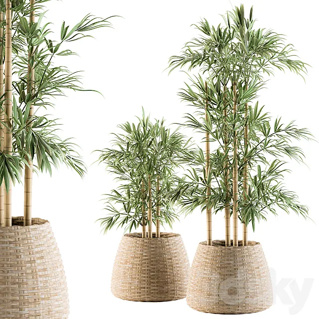 indoor Plant Set 93 - Palm in Mat Pot 3DModel