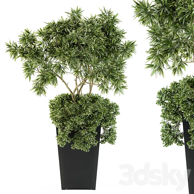 indoor Plant Set 96 - olive 3DModel
