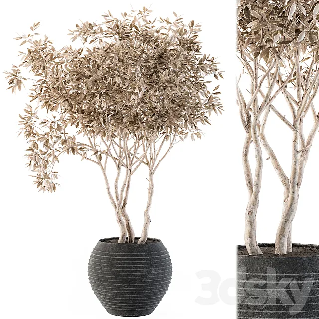 indoor Plant Set 99 3D Model