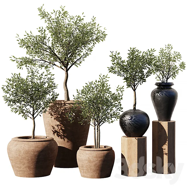 Indoor Plant Set V11 - Olive Old Pot 3D Model