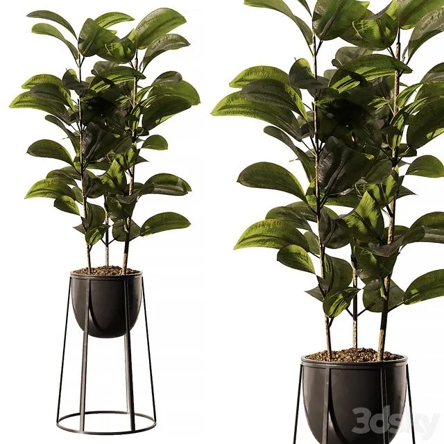 Indoor Plant SetV18 - Ficus Stand Pot 3D Model