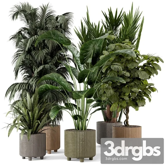 Indoor planters in cecilia ficonstone pot - set 349