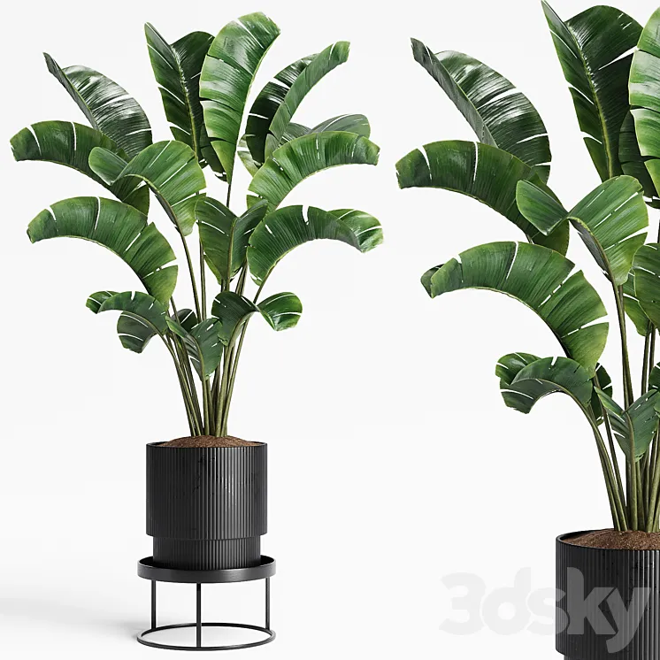 Indoor Plants 15 3D Model Free
