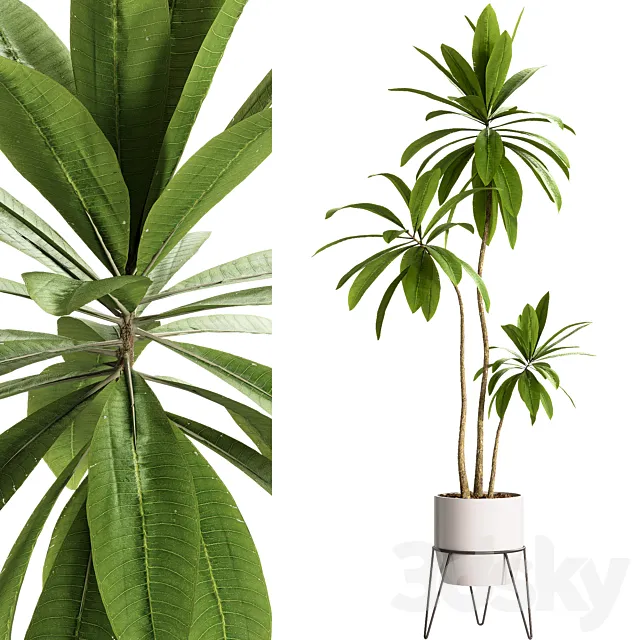 Indoor Plants - 25 Plants in pot 3D Model